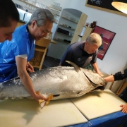 Fresh Fish Service | celý tuňák modroploutvý (bluefin tuna)