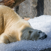 Foto: Petr Hamerník, Zoo Praha