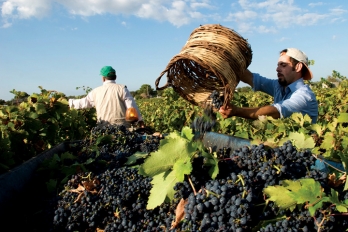 Primitivo a Negroamaro z regionu Puglia