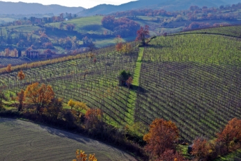 Lambrusco | Emilia - Romagna