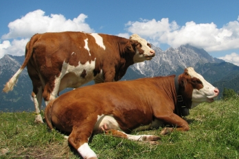 Bio hovězí maso z rakouských pastvin