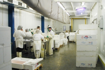 1999 | Bidfood Kralupy | první zpracovna chlazených ryb