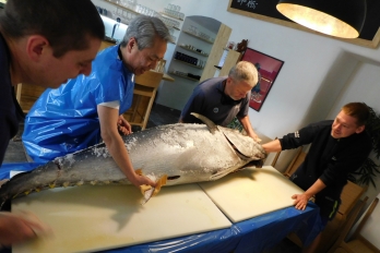 Fresh Fish Service | celý tuňák modroploutvý (bluefin tuna)