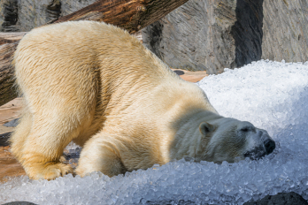 Foto: Petr Hamerník, Zoo Praha