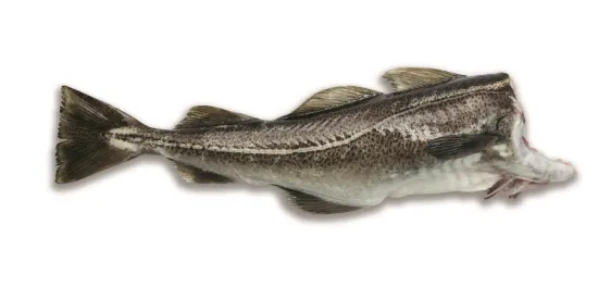 Treska obecná Skrei bez hlavy | 191368