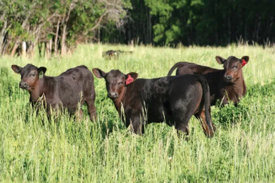 Nová legislativa od 1. 4. 2015 | hovězí maso plemene Angus